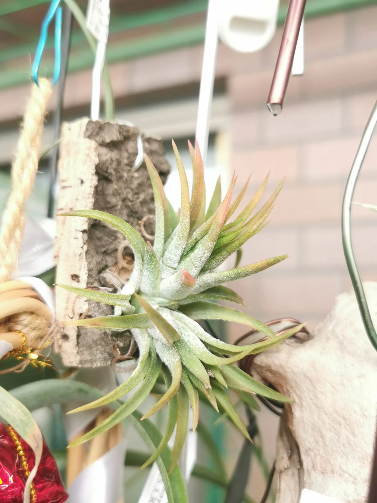 ティランジア　イオナンタ　オールウェイズピンク　悪い例