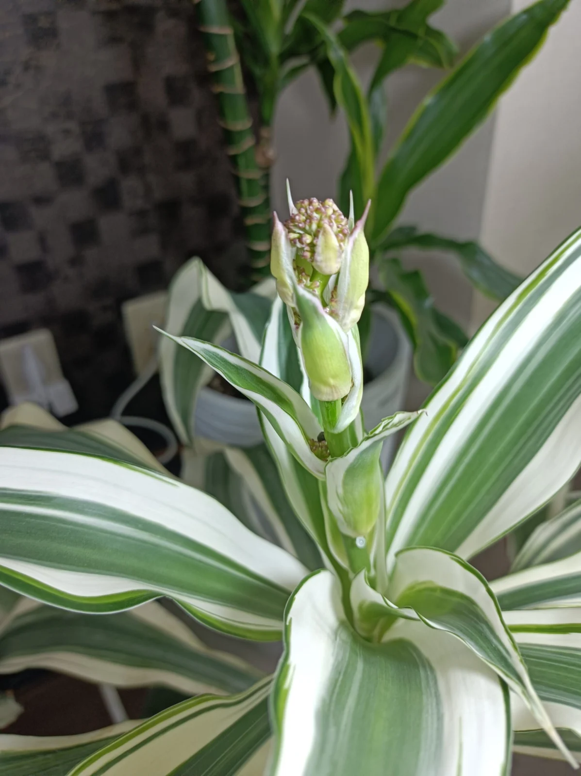 ドラセナ　フレグランス　ビクトリア　花芽