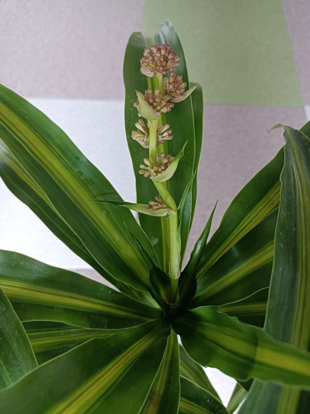 ドラセナ　ハワイアンサンシャイン　花芽