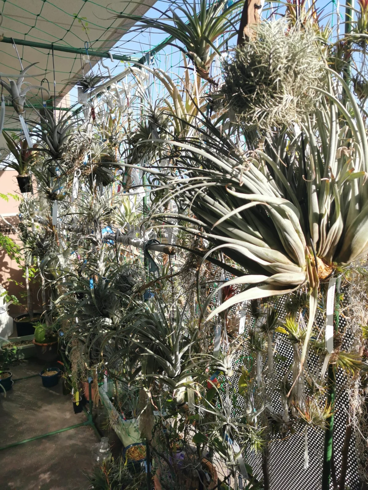 ティランジア　ベランダ管理