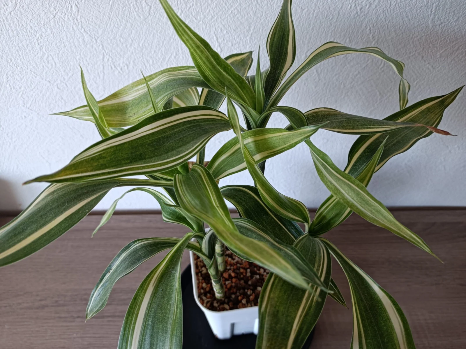 ドラセナ　サンデリアーナ　ビクトリー