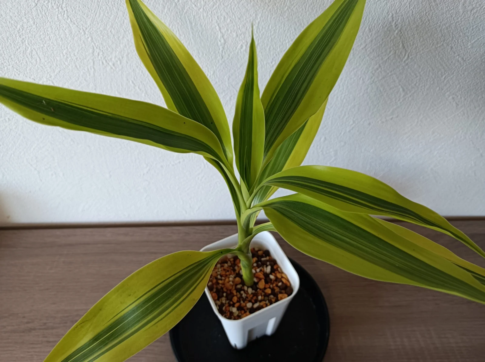 ドラセナ　サンデリアーナ　ゴールド