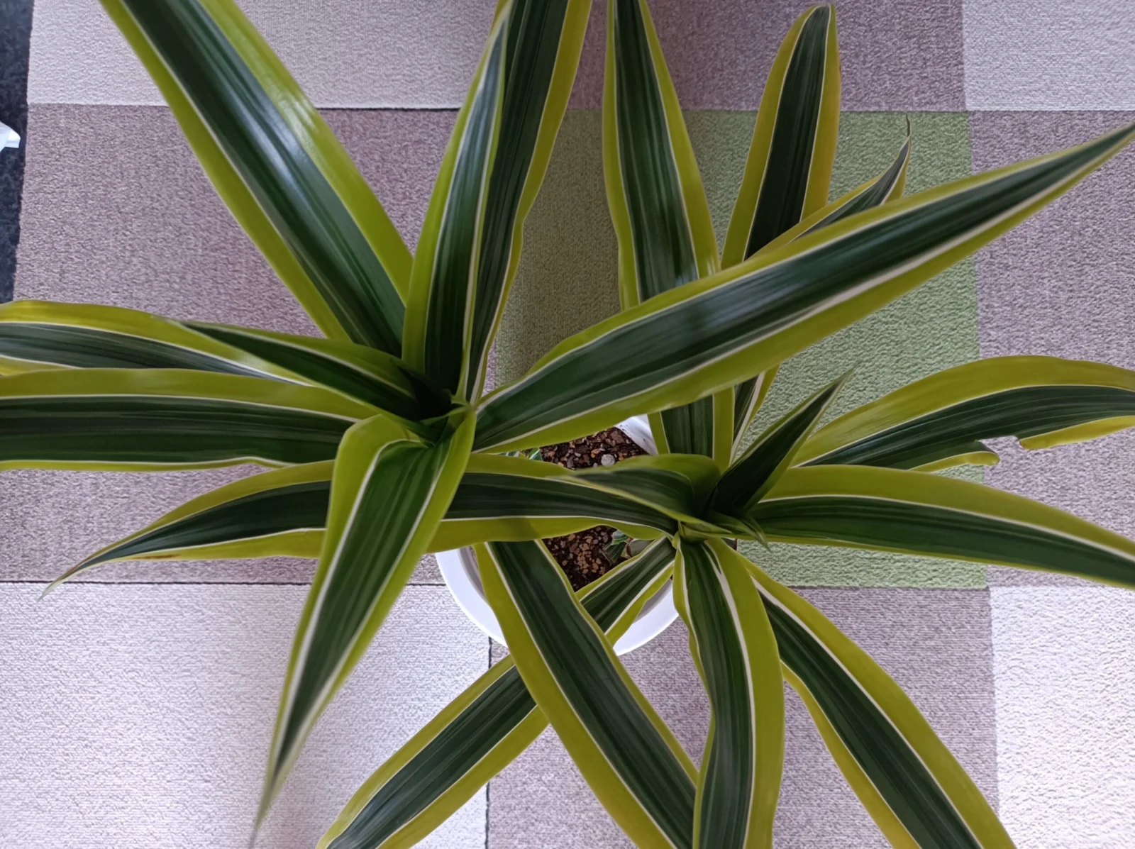 ドラセナ　レモンライム