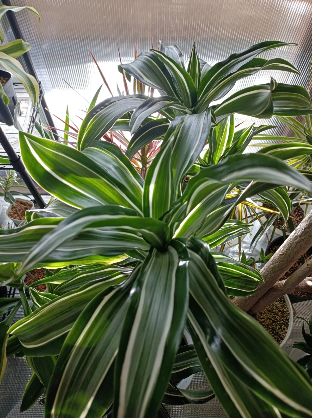 ドラセナ　ジェイドジュエル