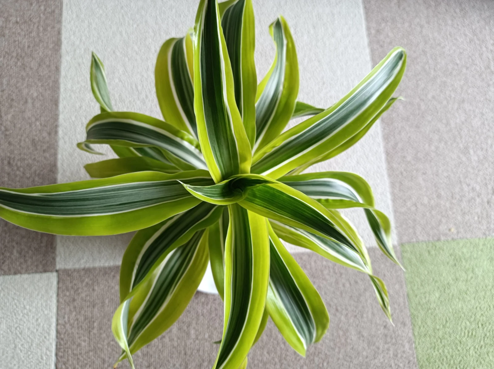 ドラセナ　レモンサプライズ