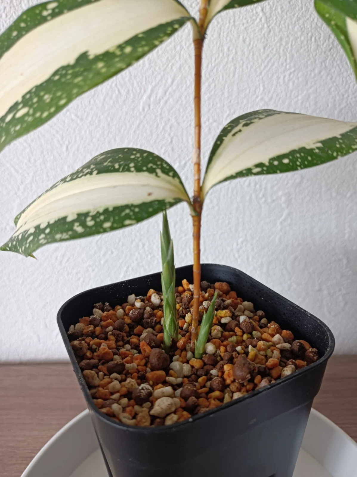 ドラセナ　スルクロサ　フリードマニー