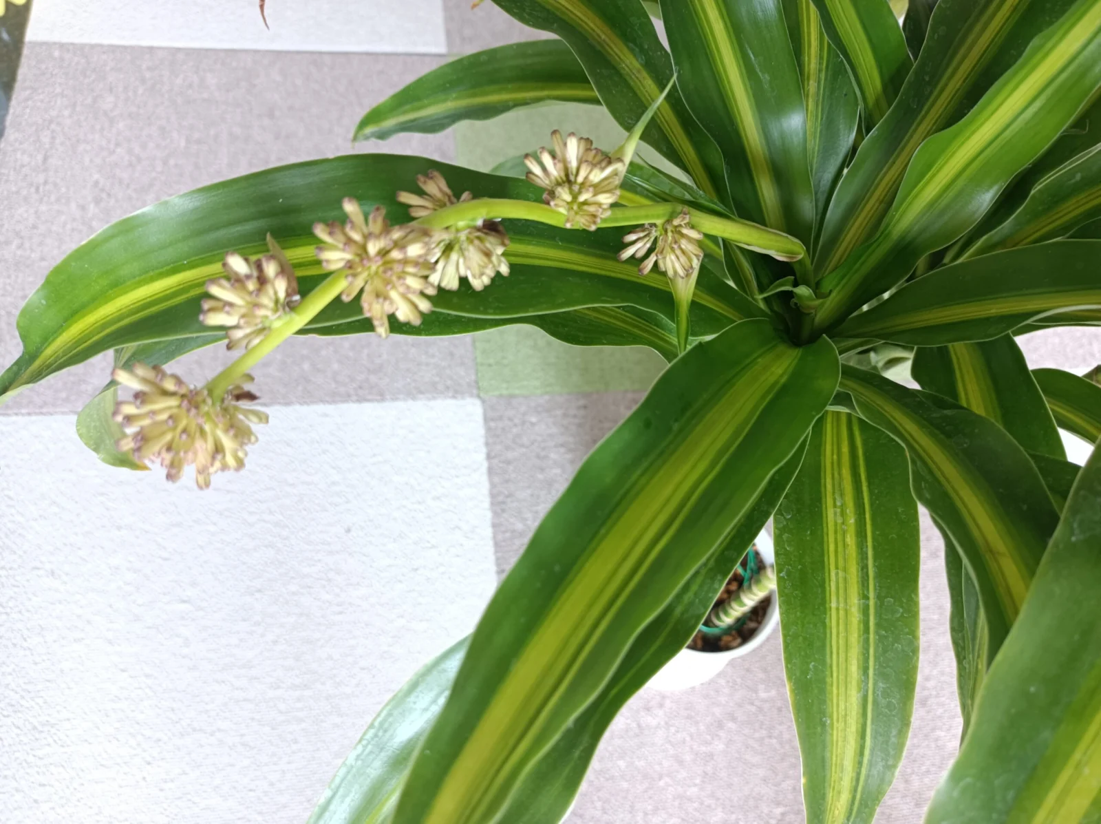 ドラセナ　ハワイアンサンシャイン　花芽