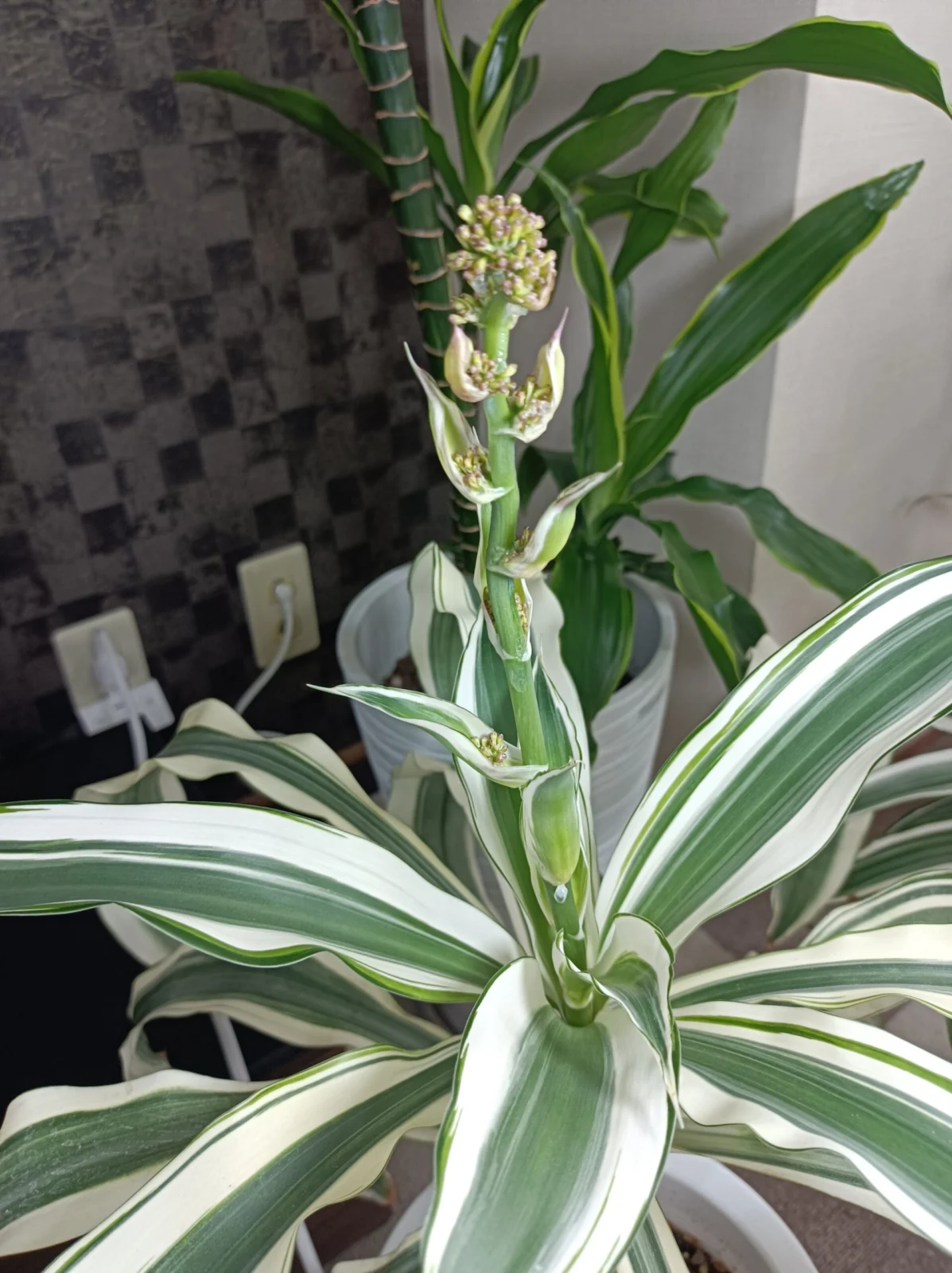 ドラセナ　フレグランス　ビクトリア　花芽