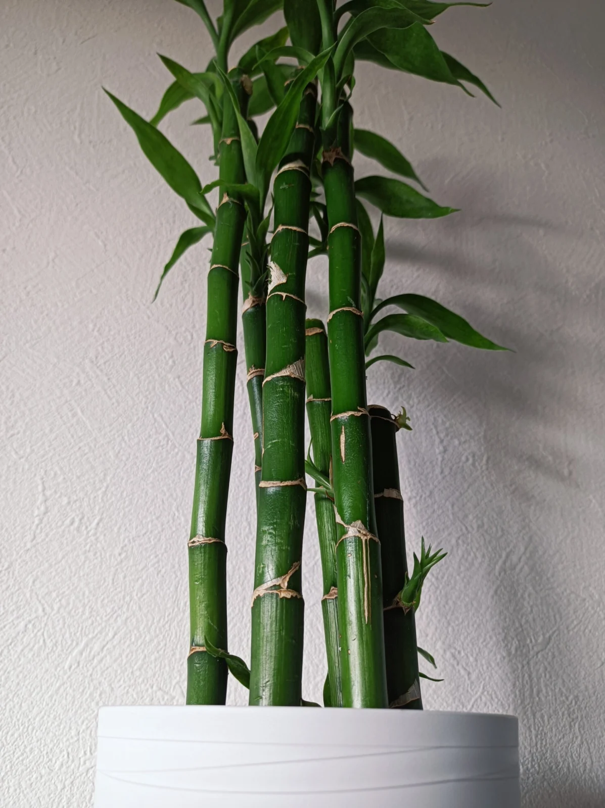 ドラセナ　サンデリアーナ