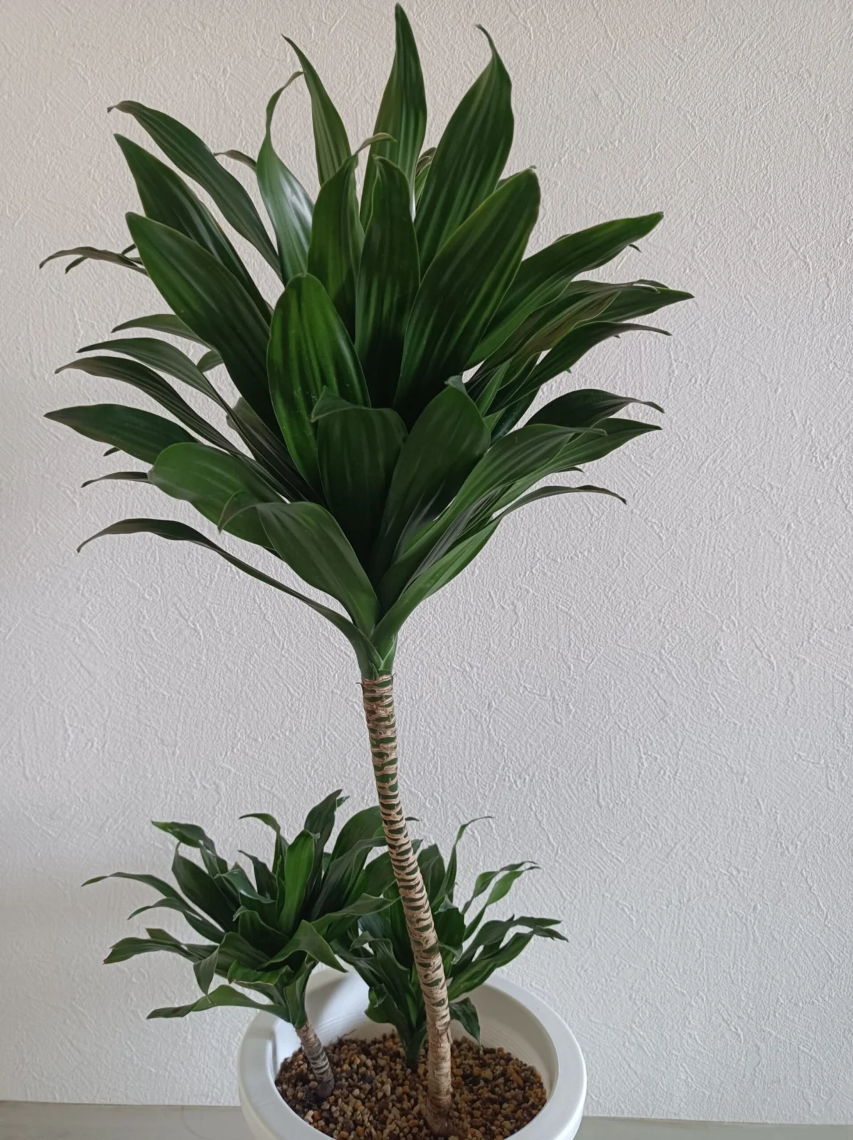 ドラセナ　コンパクタ