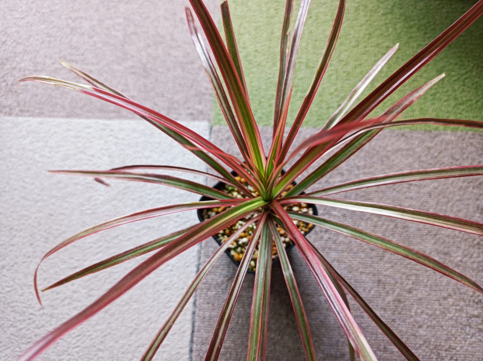 ドラセナ　マジナータ　トリカラー