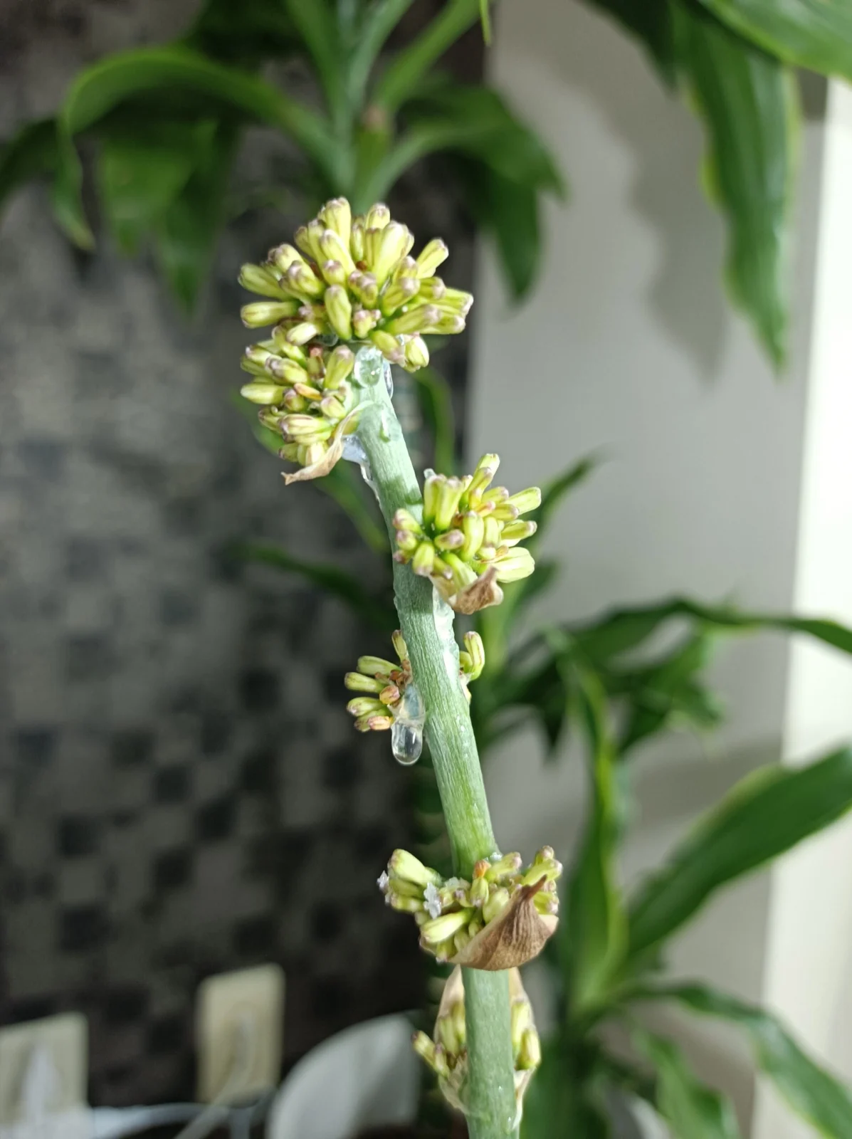 ドラセナ　フレグランス　ビクトリア　花芽