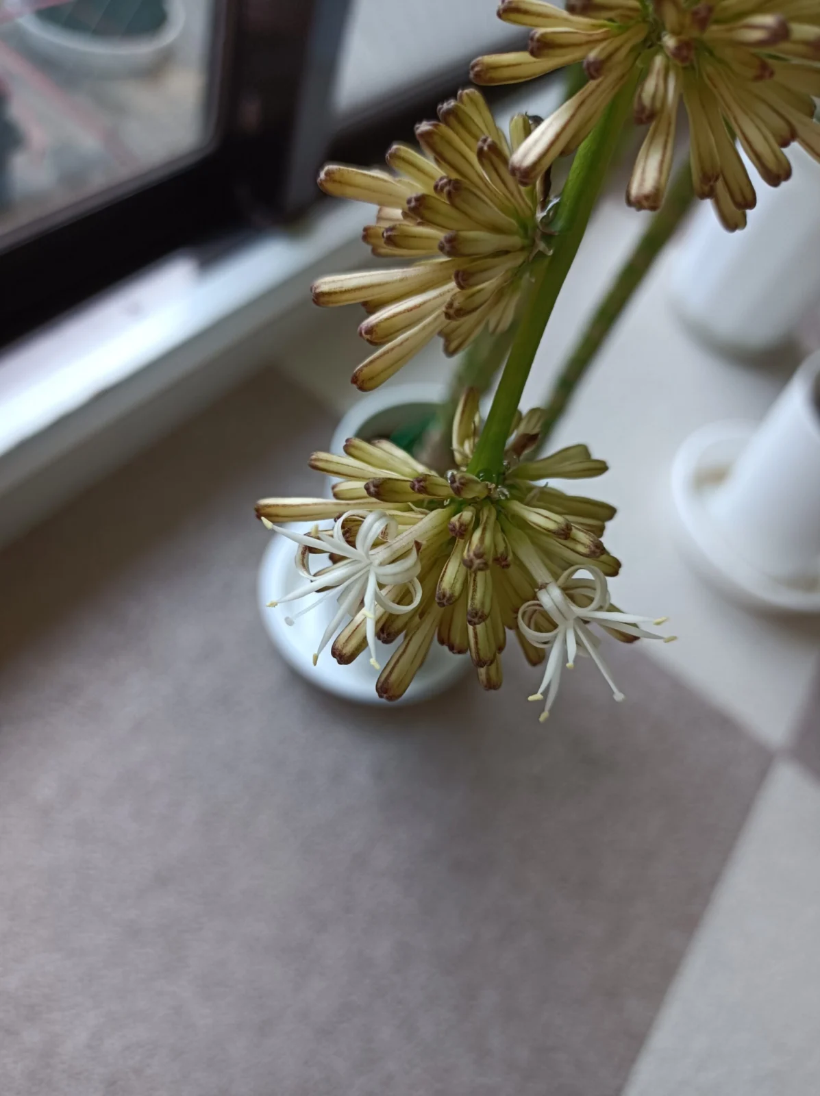 ドラセナ　ハワイアンサンシャイン　花