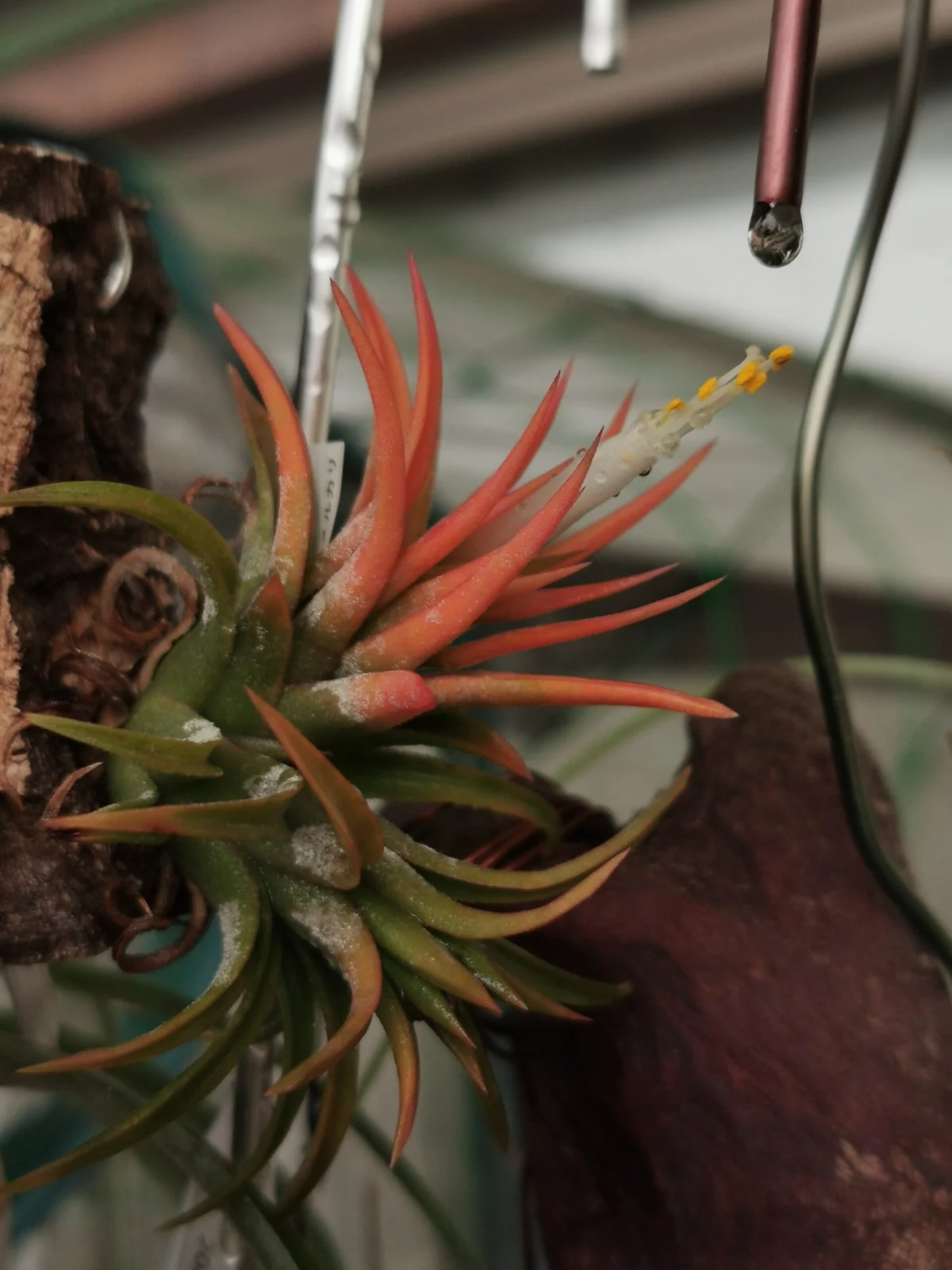 ティランジア　イオナンタ　オールウェイズピンク　開花