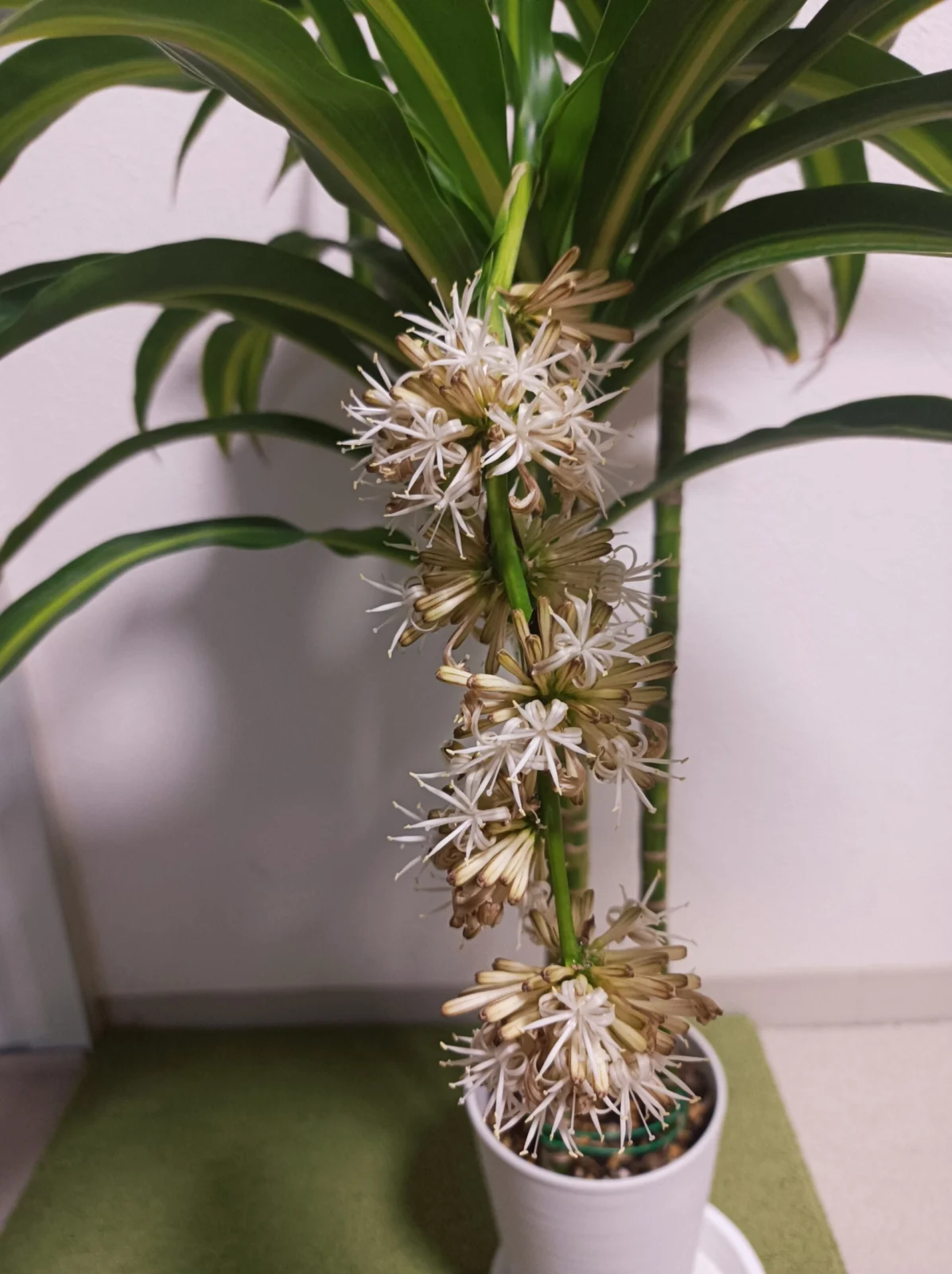 ドラセナ ハワイアンサンシャイン 花