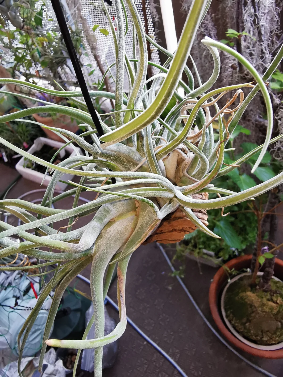 ティランジア　カプトメデューサ　クランプ