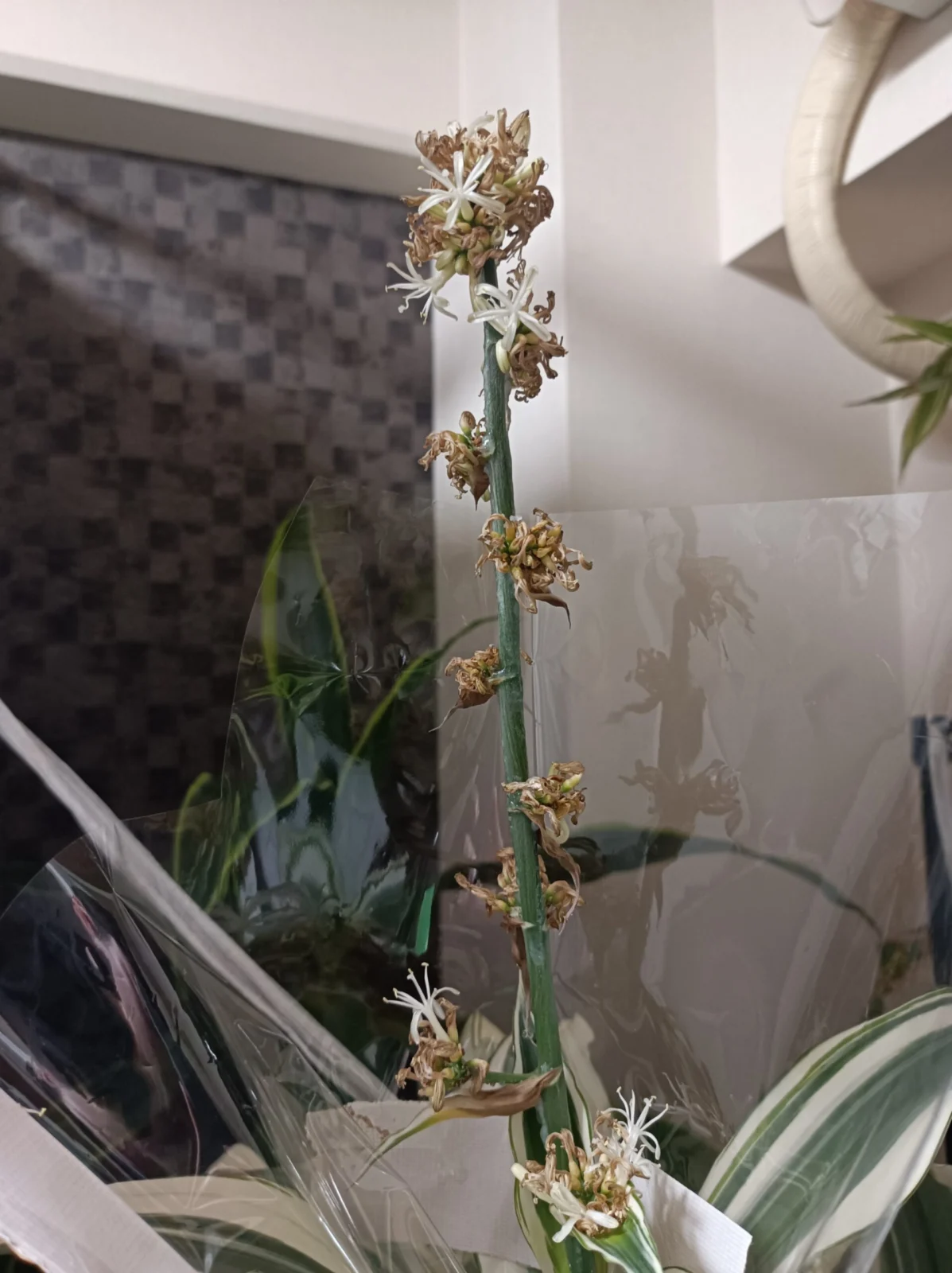 ドラセナ　フレグランス　ビクトリア　花
