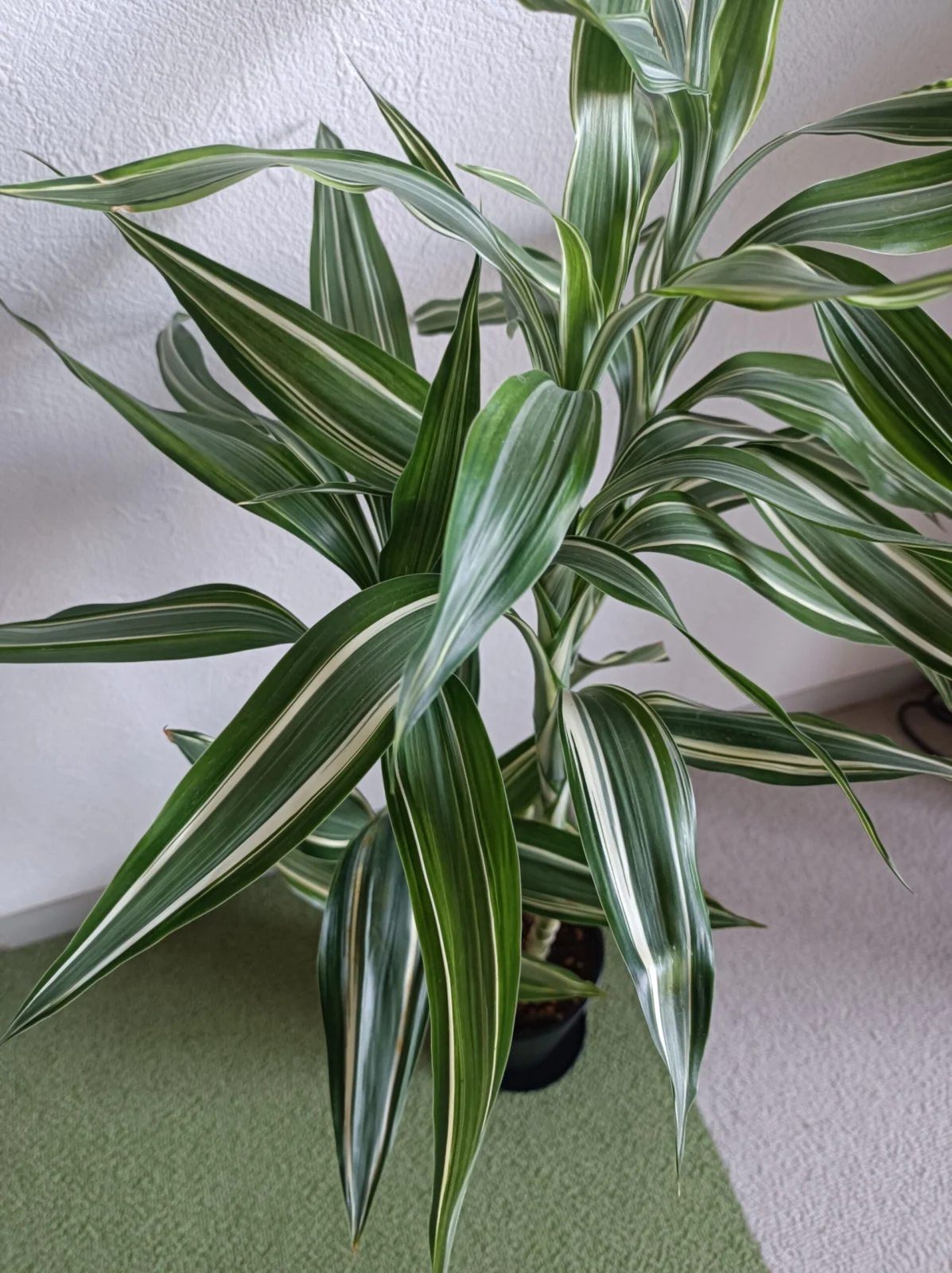 ドラセナ サンデリアーナ ビクトリー