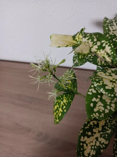 ドラセナ　スルクロサ　フロリダビューティー　花