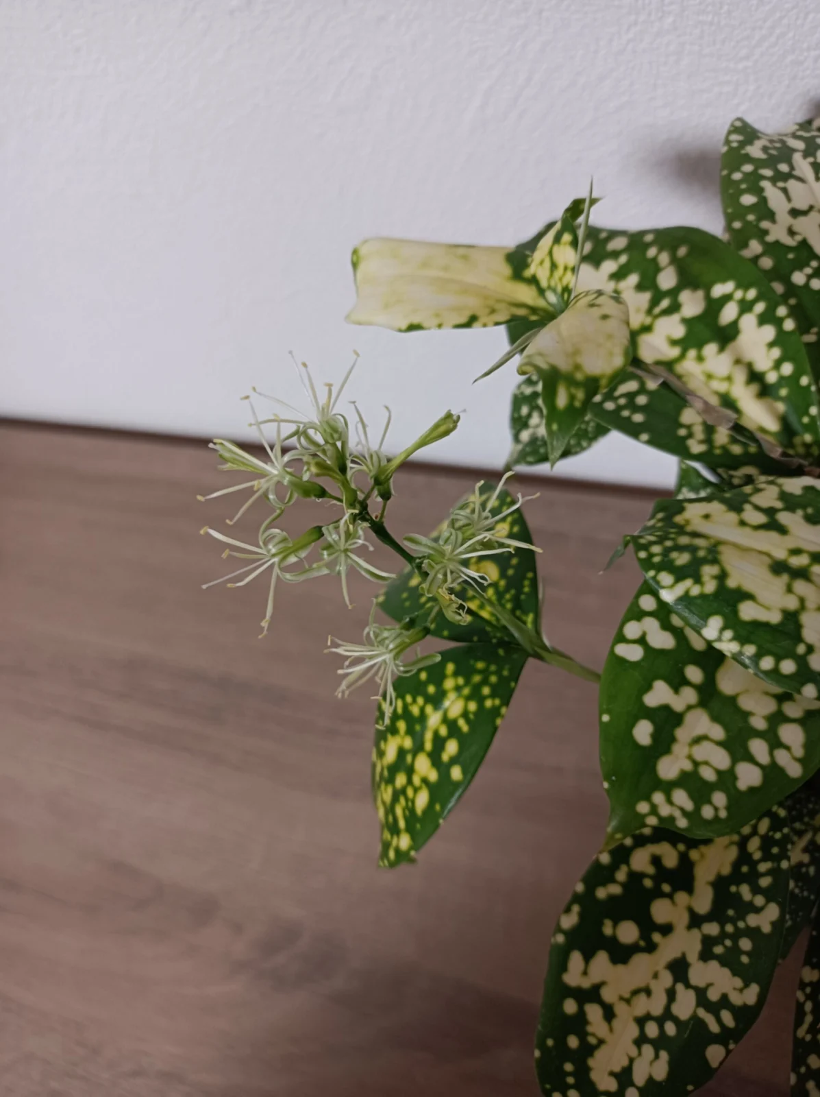 ドラセナ スルクロサ フロリダビューティー 花