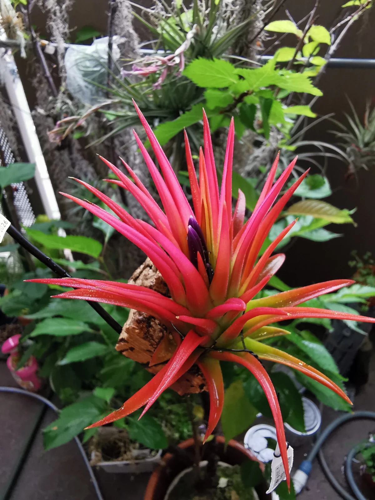 ティランジア イオナンタ ビッグボーイ 開花
