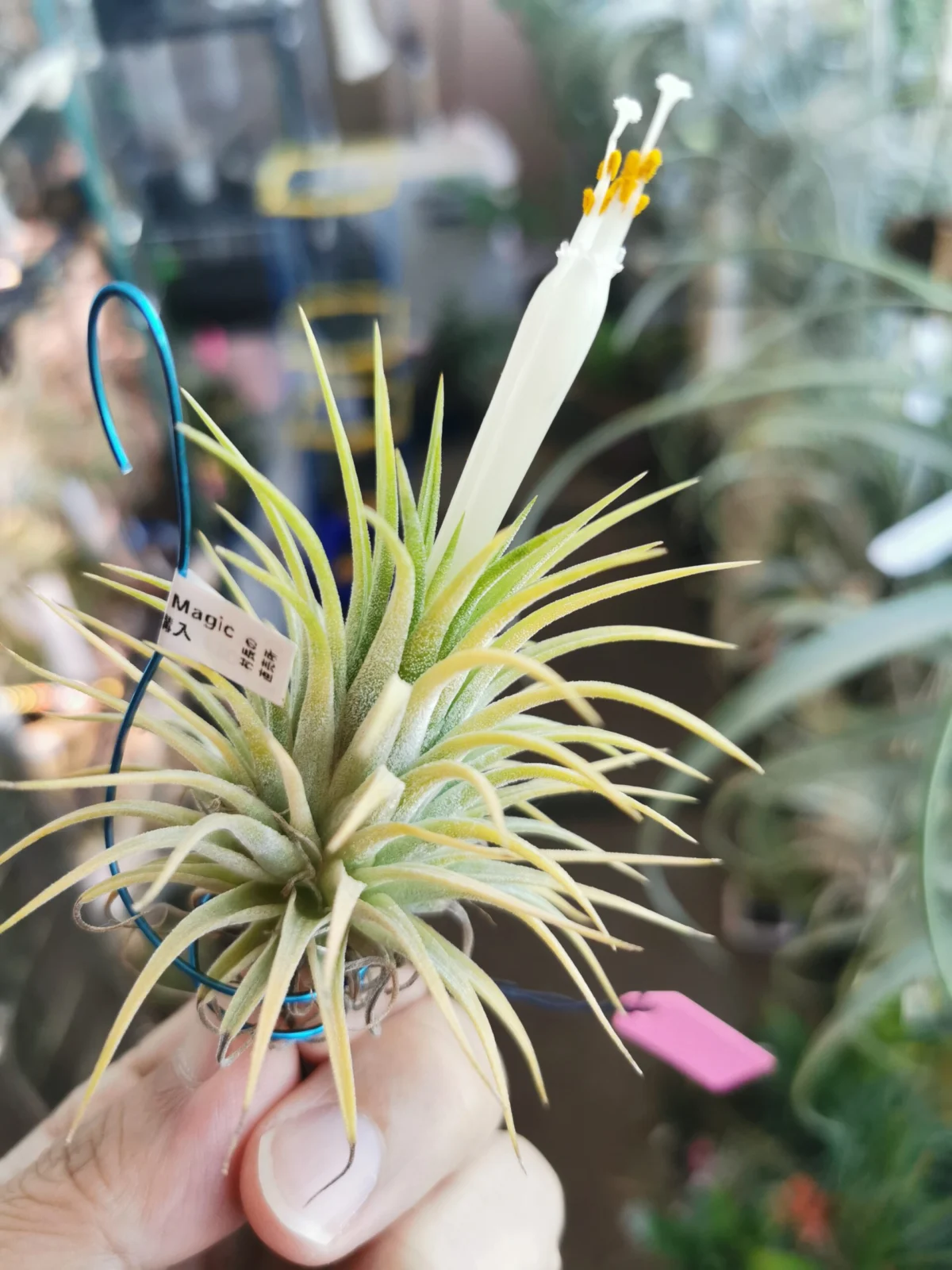 ティランジア イオナンタ イエローマジック 開花