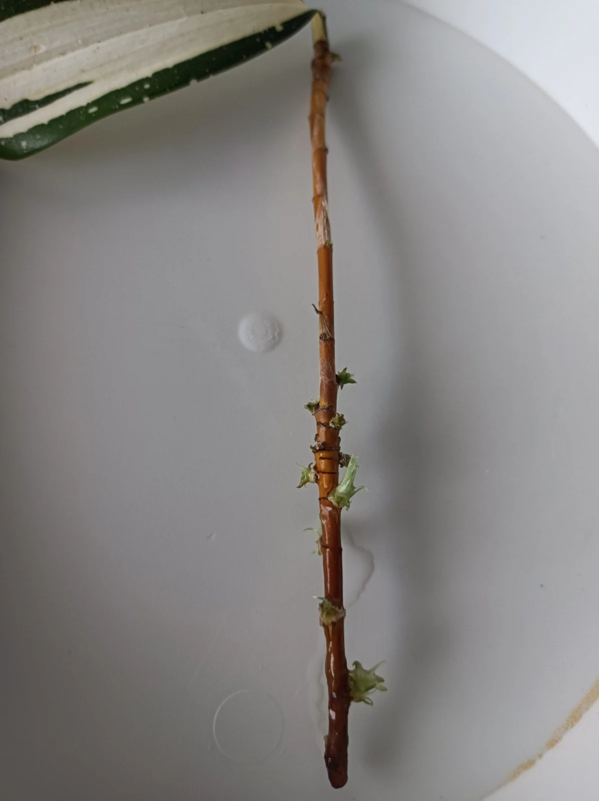 ドラセナ 挿し木 水さし