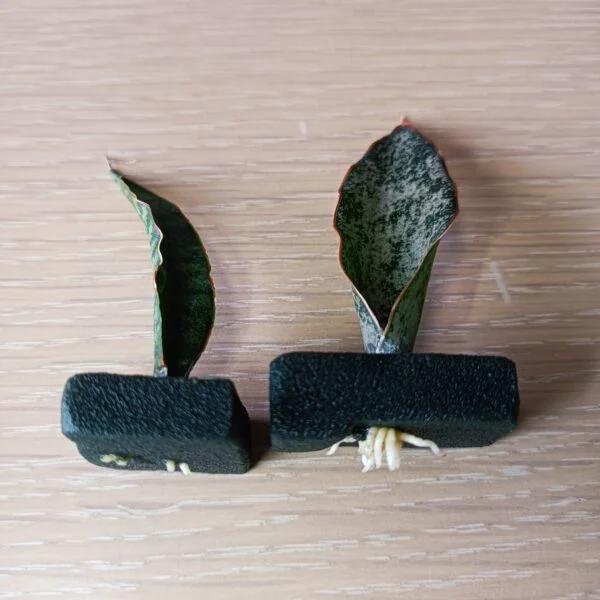 サンセベリア 挿し木 葉挿し フラワースポンジ