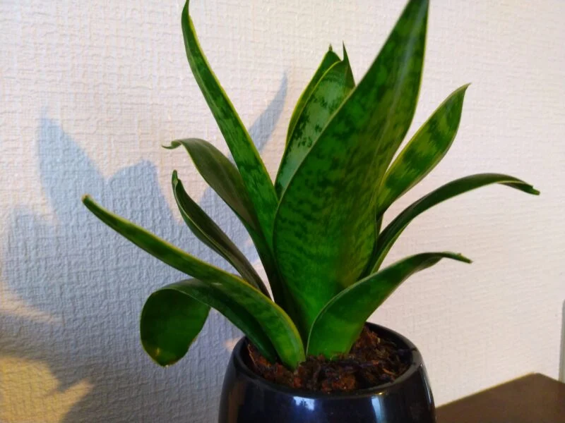 サンセベリア