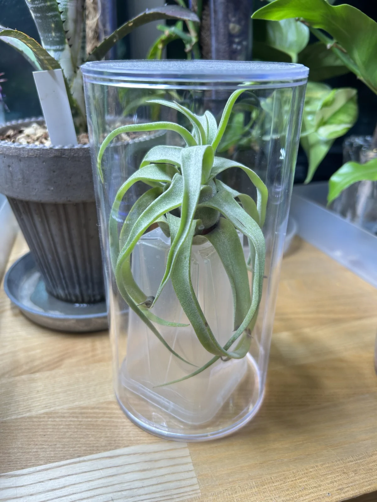 ティランジア ストレプトフィラ