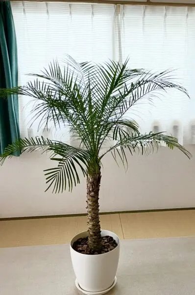 フェニックス　ロベレニー　ホムセン　ヤシ