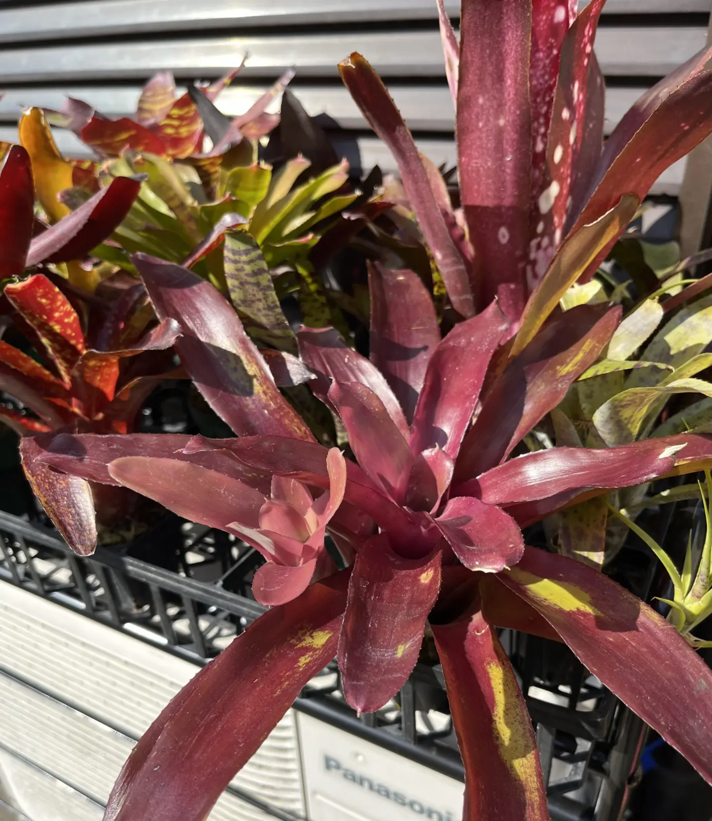 ネオレゲリア　グラナダ