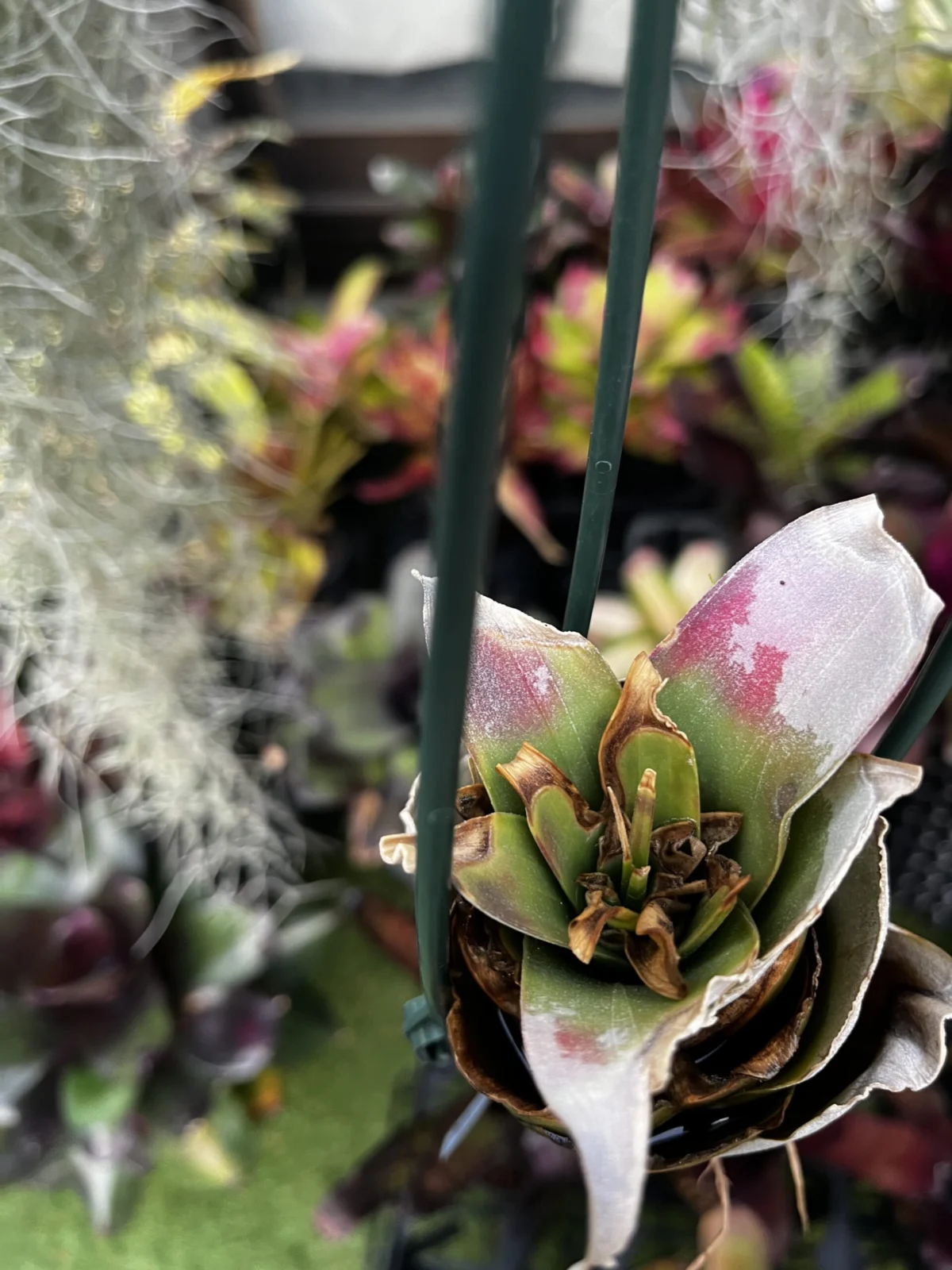 ティランジア　キセログラフィカ　その後