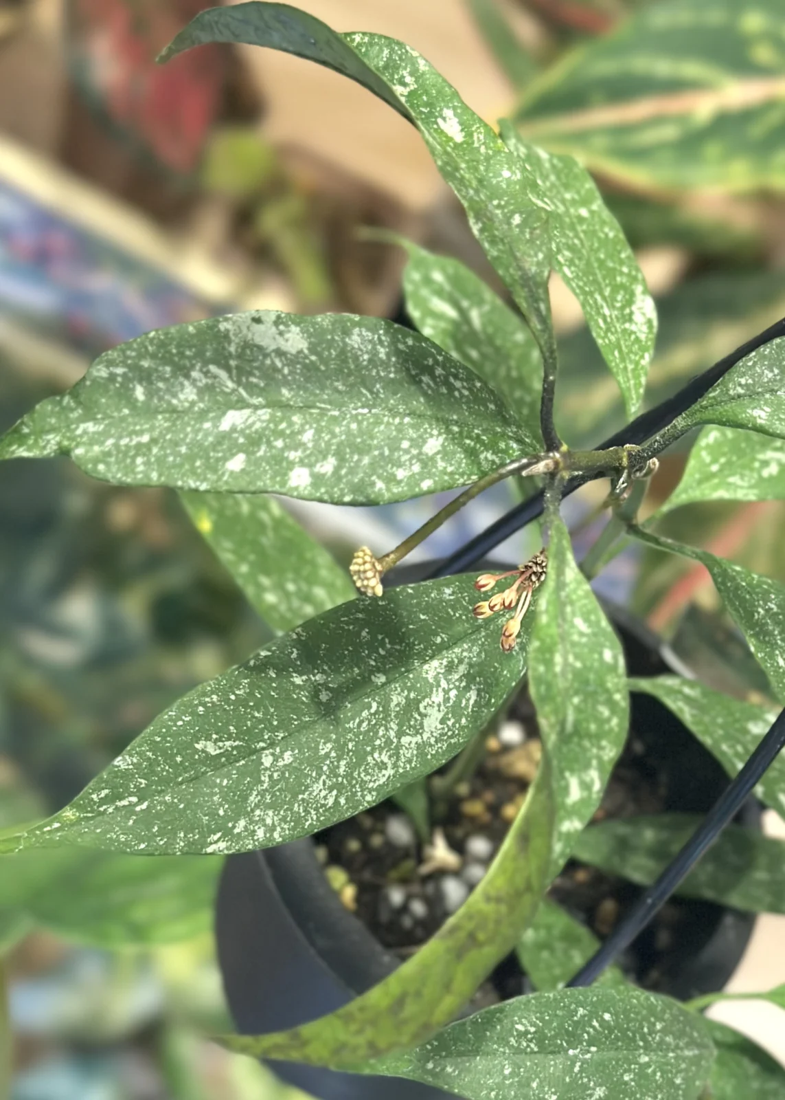 ホヤ　ムルチフローラ　スプラッシュ