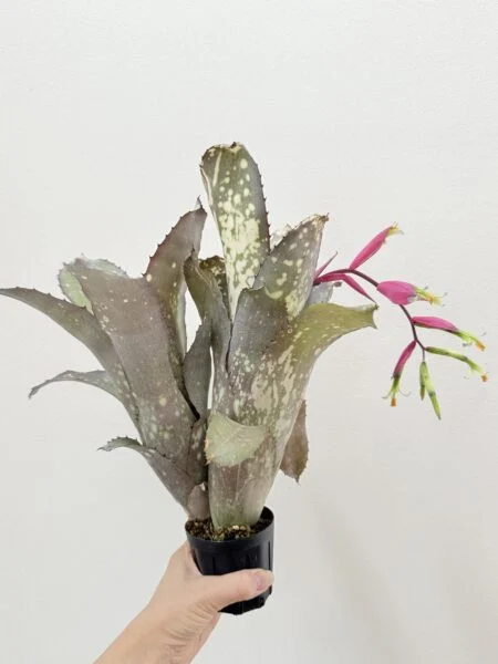 ビルベルギア　アラカイ　花
