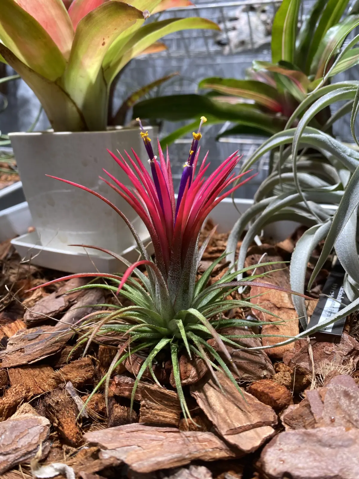 ティランジア　イオナンタ　フェーゴ　レッドジャイアント