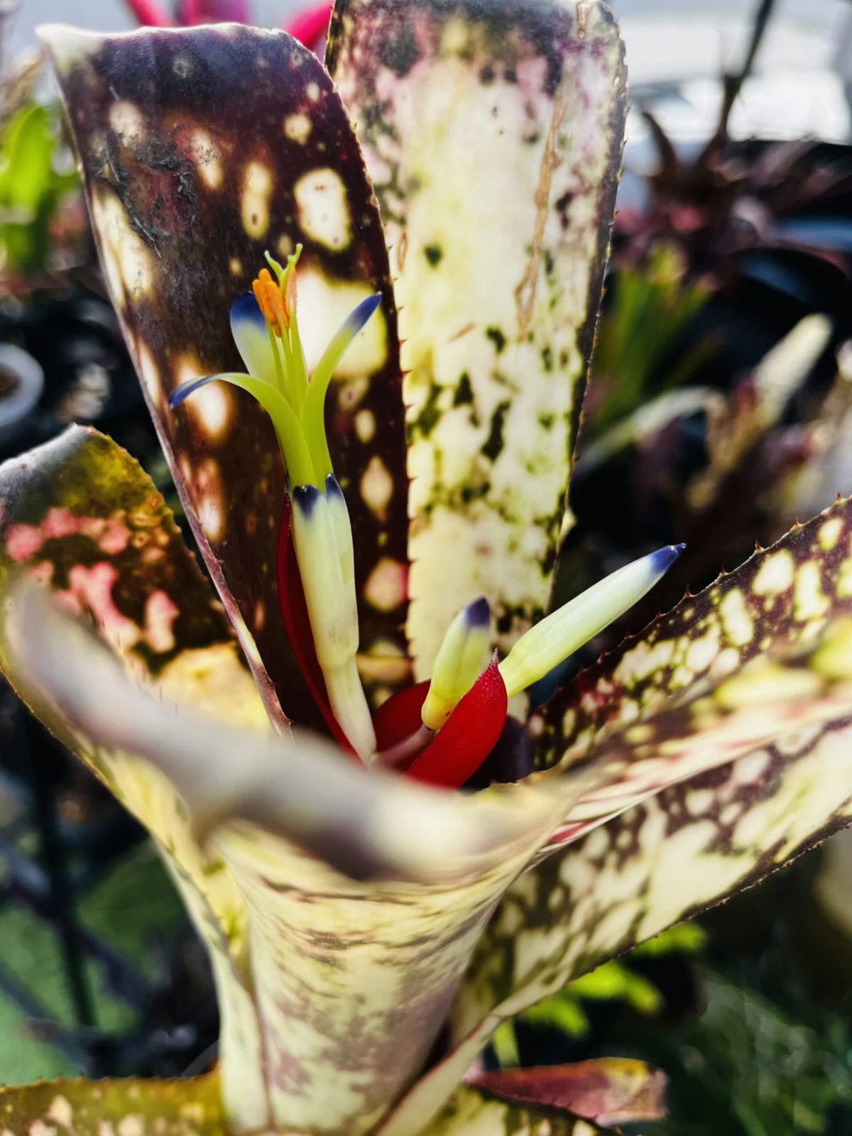 ビルベルギア　ハナホウ　花