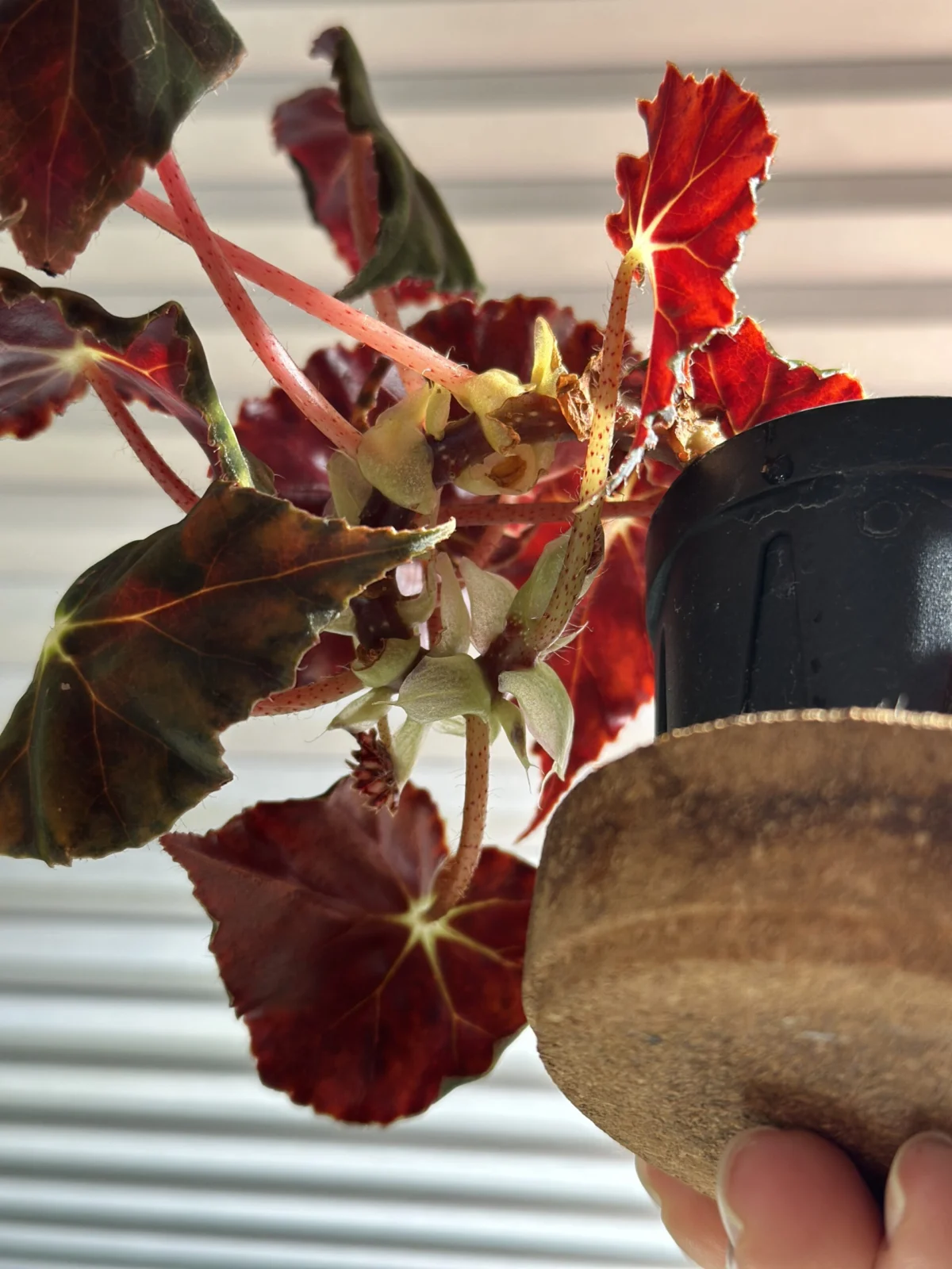 ベゴニア　ニグリカンス