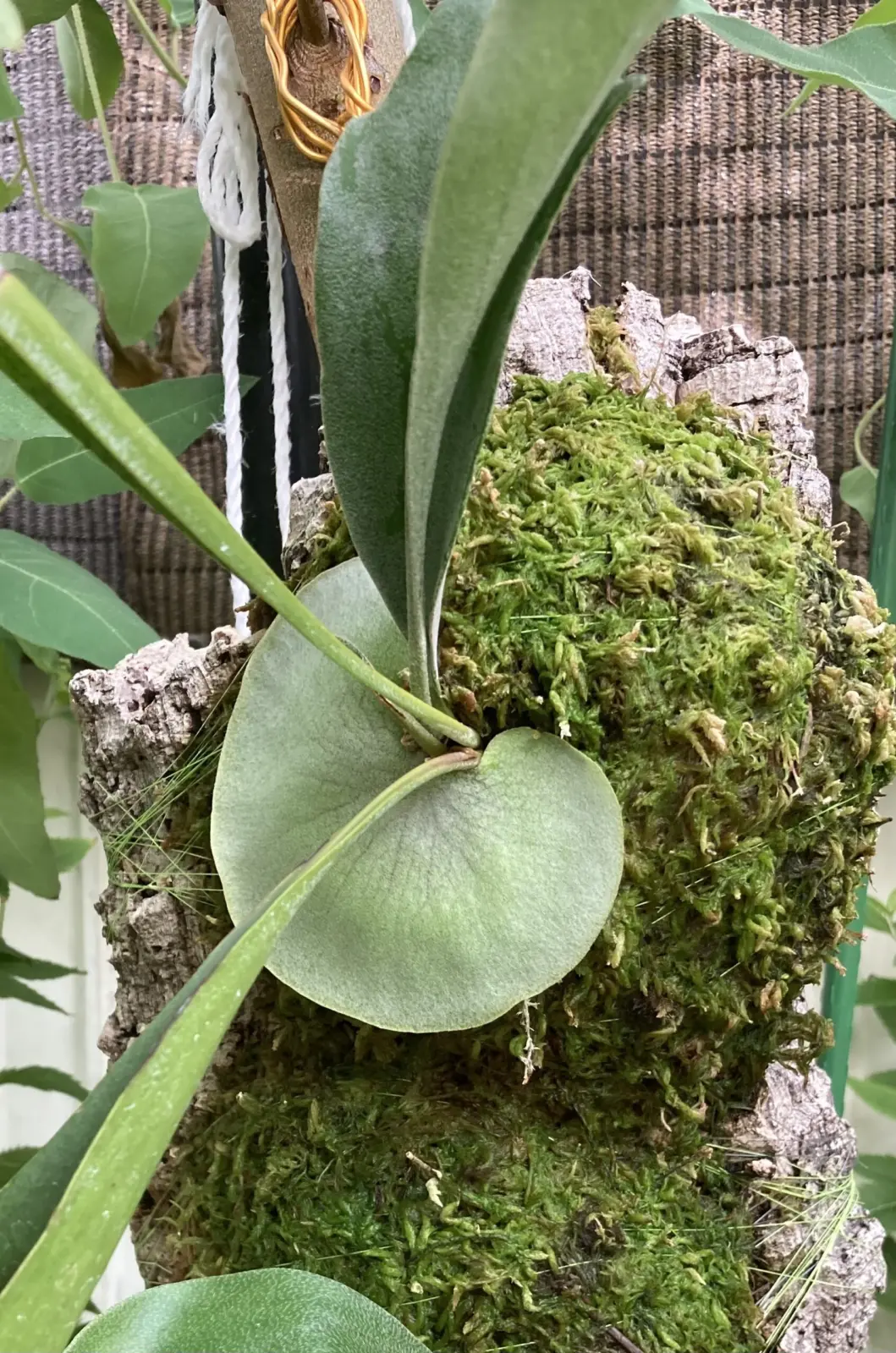 ビカクシダ ネザーランド ③