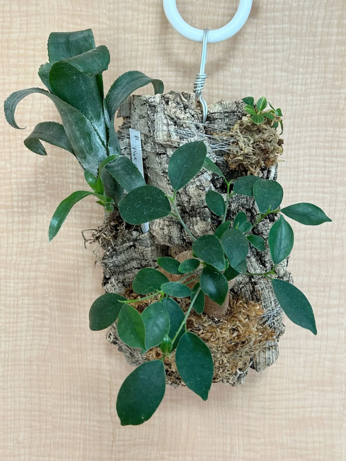 ガジュマル・ビルベルギア・フィロデンドロン　コルク着生
