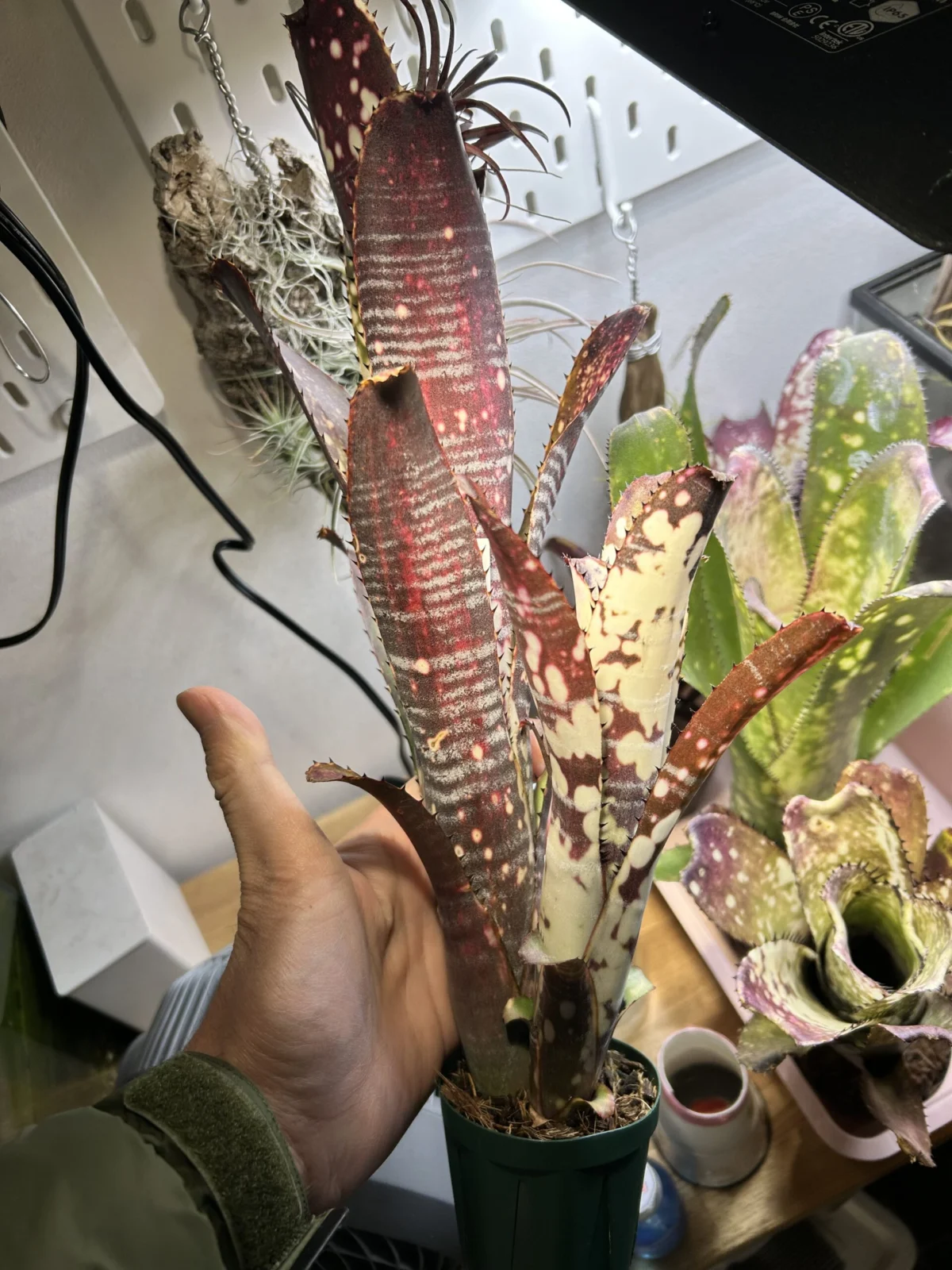 ビルベルギア　キャンベイ　スノウストーム