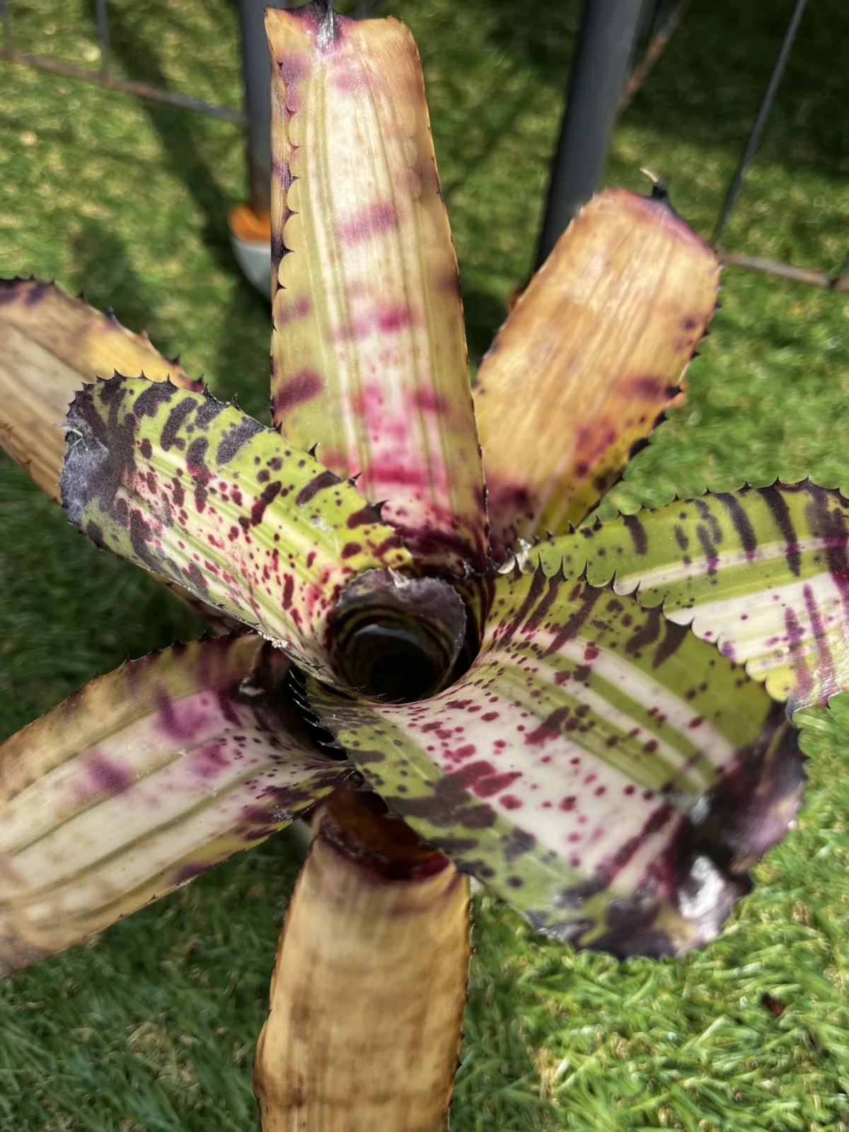 ネオレゲリア　ホワイトウォーカー　葉焼け　横浜