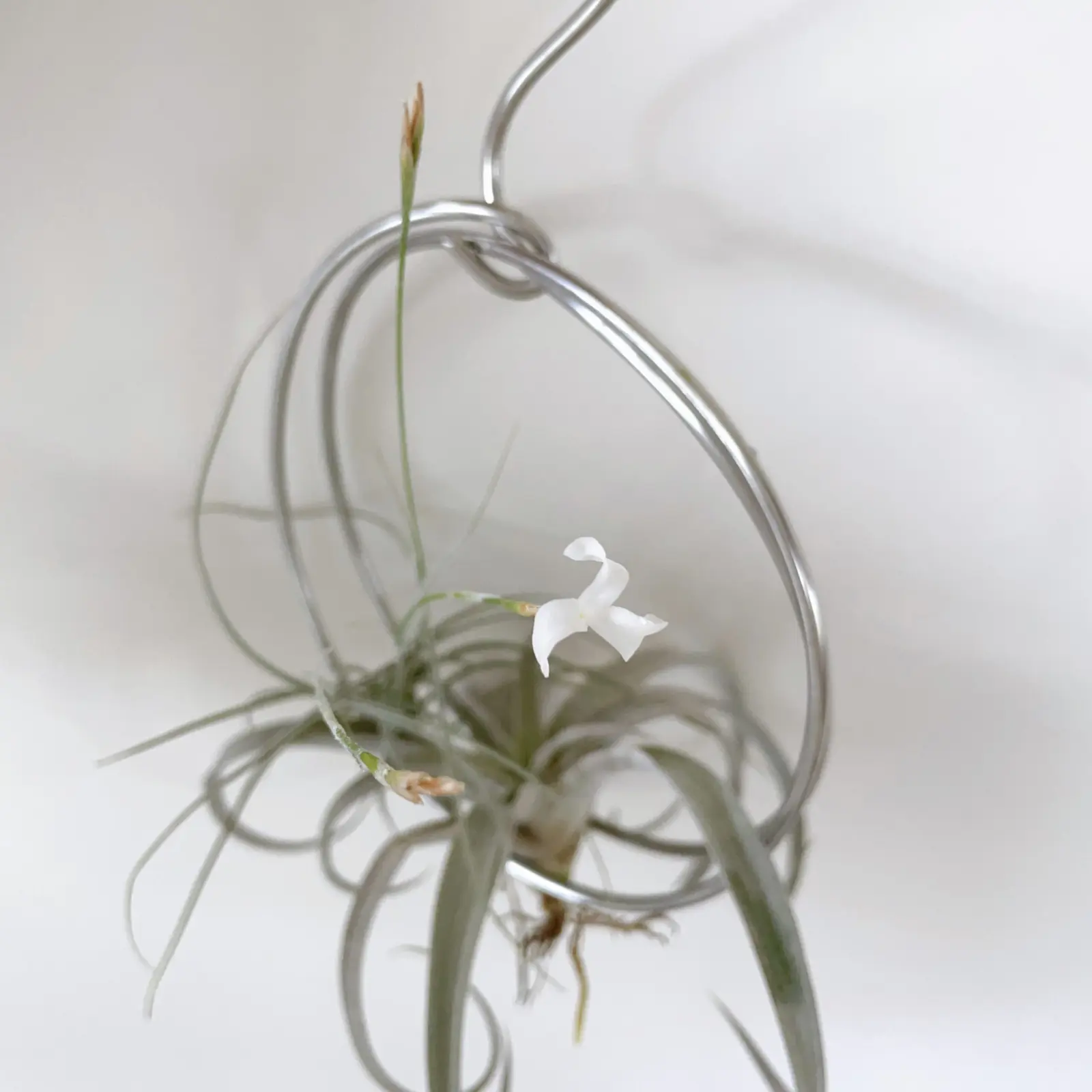 ティランジア　マレモンティ　白花