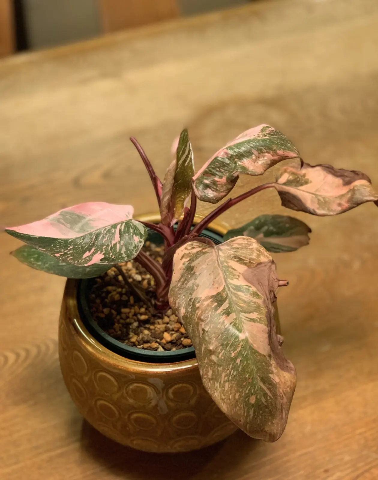 フィロデンドロン　スーパーピンクプリンセス　葉が茶色い