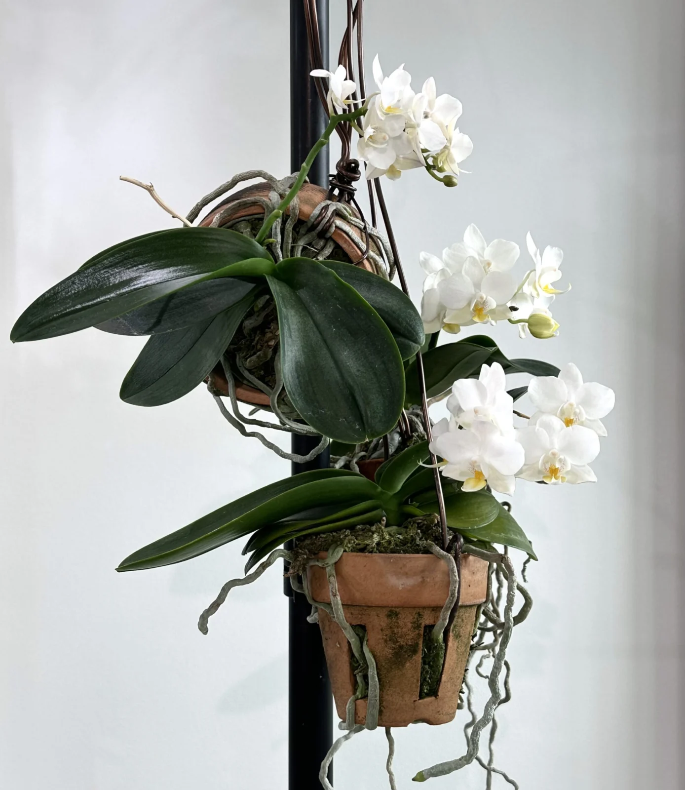 ファレノプシス　‘ ナザレ ‘ 胡蝶蘭