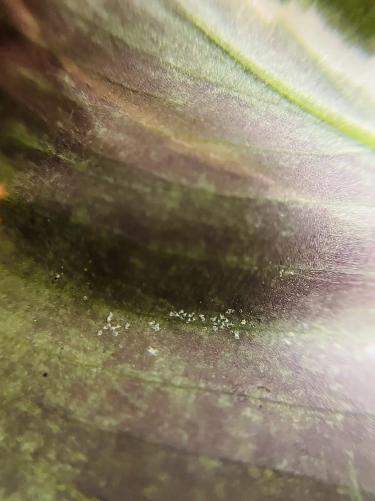 カラテア　ホワイトヒュージョン　虫の抜け殻？