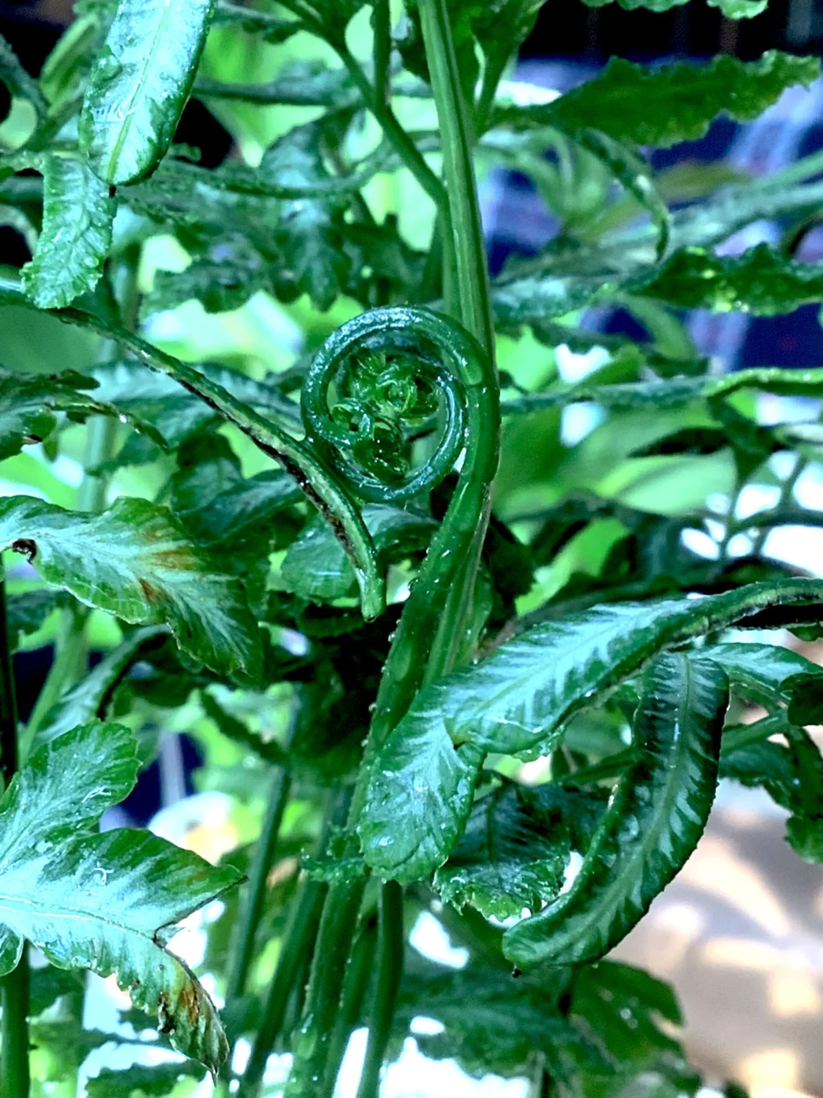 プテリス エバージェミエンシス