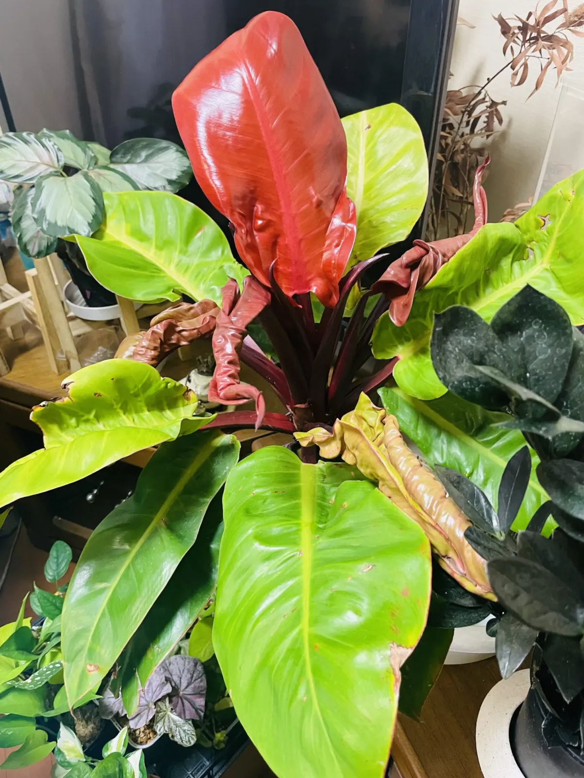 フィロデンドロン　プリンスオブオレンジ