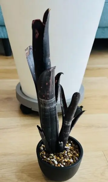 ビルベルギア　ダースベイダー
