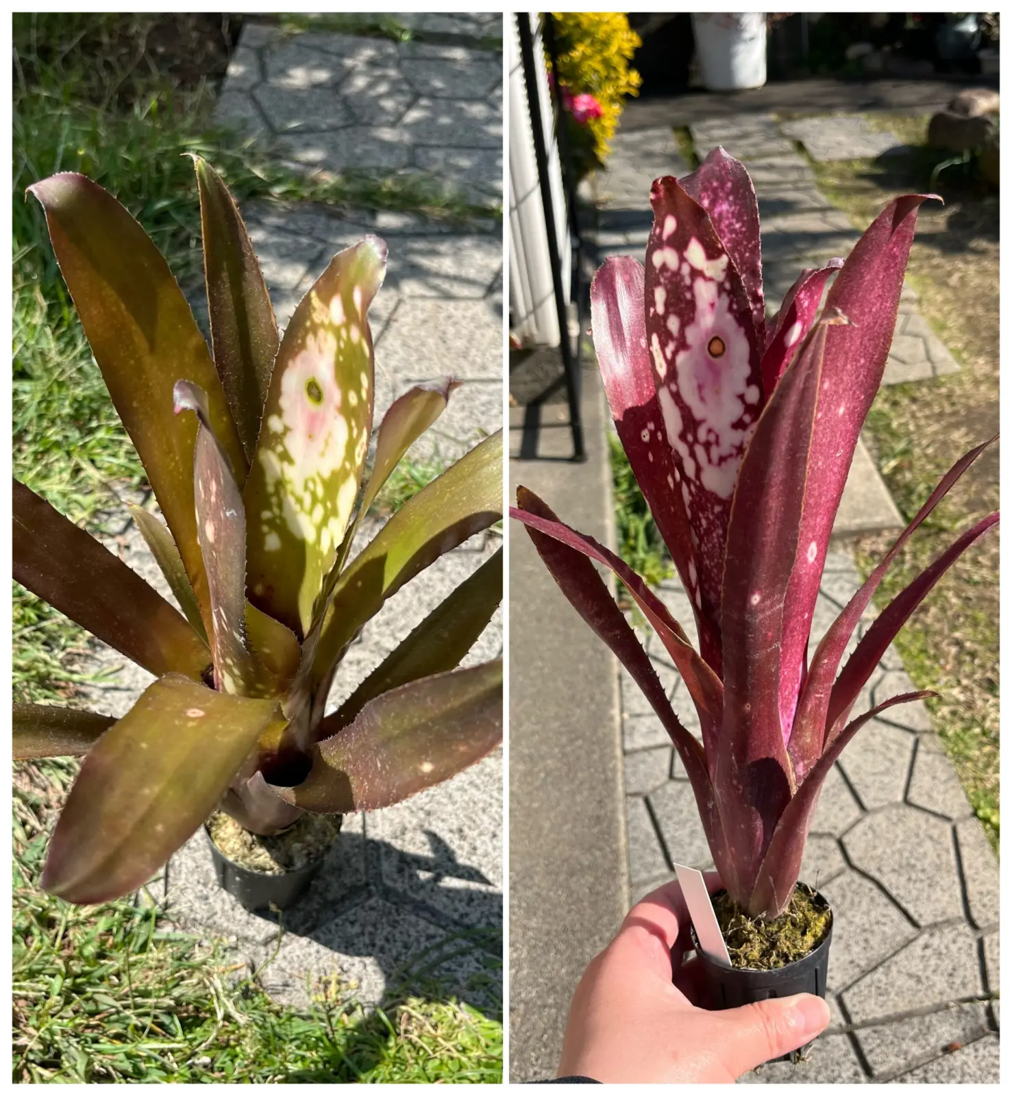 ビルベルギア　ハレルヤ